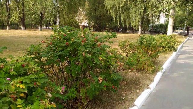 Кирово-Чепецк, ВАПК,  Вятский автомобильно - промышленный колледж. 2022 лето