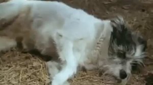 На белый свет не жалуйся. Завтрак на траве.