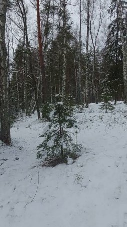 Лес Козьи Горы - в Березках.