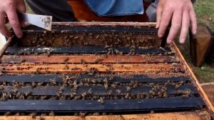 Как открыть улей и работать с пчелами? (Канада) - Что внутри улья?