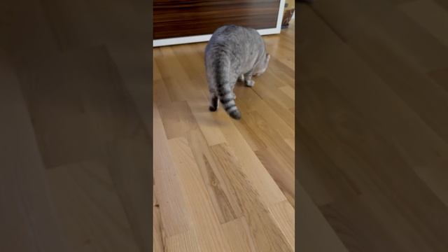 #котикиправятмиром #шерри #мимишность #youtubeshorts #прикол #шортс #котики #милота #cats #красота