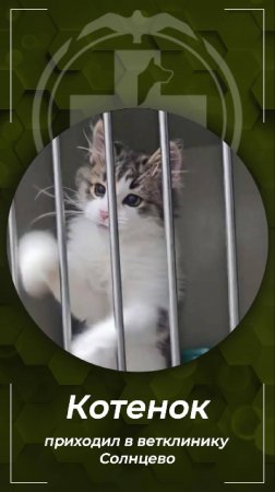 Вот такой малыш поступил в инфекционный стационар с кальцивирозом, он прошёл полный курс лечения.