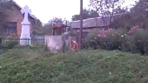 Дай Видра