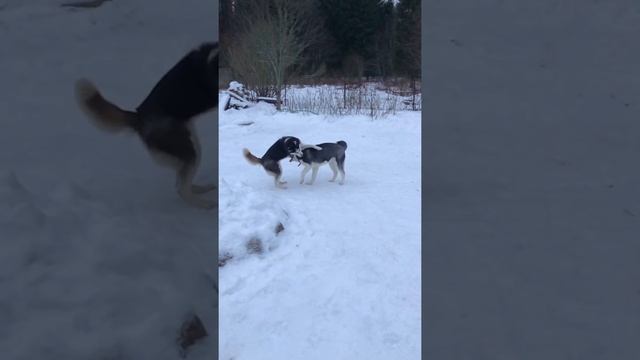 #хаски #игры #зима #собака #того #хаскиголубыеглазки #husky #dog #frends #love #ленобласть #хаскисп