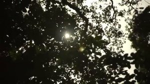 Yoga _ Incredible India