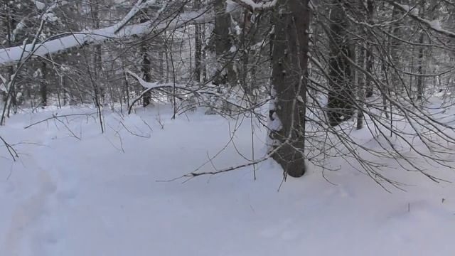 Закрываю малый путик по кунице .