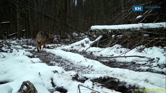 Волк на камеру "поздоровался" с калужанами