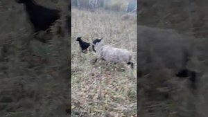 Раманов куйлари ва Дорпер кучкори
