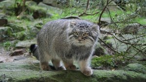 Pallas's cat sounds