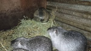 К каждому зверьку нужен ОСОБЫЙ подход. У каждого свой ХАРАКТЕР! 23.12.24