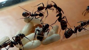 Camponotus nicobarensis - рыжий реактивный муравей-древоточец|#1|