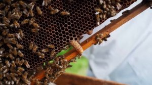 СКОРО БУДЕТ СВАДЬБА! КУПИЛ КОЛЬЦО, НО У ПОГОДЫ СВОИ ПЛАНЫ...