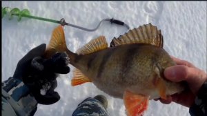 Ловля крупного окуня на реке Волга.Чебоксарское водохранилище.