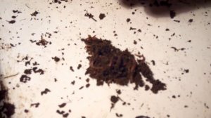 Дендробена. 50 коконов. А сколько ювенилов. Эксперимент. Ч 2.