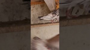 Голуби бакинские широкохвостые