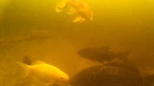 Свой пруд на даче, заглянул под лед, а там такая красота