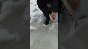 Рыбалка на реке Немда