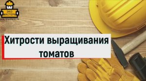 Хитрости выращивания томатов