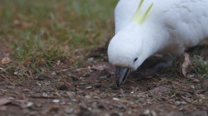 8292384-uhd_3840_2160_24fps