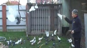 Николаевские голуби. Лахов В.С. +79165172471 Подмосковье