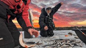 Сумасшедший клёв плотвы на Финском заливе | такой раздачи мы точно не ожидали |