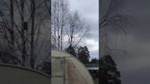 Тренировка почтовых голубей с тренером