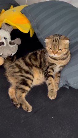 Шотландская вислоухая кошка 🐱