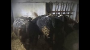 Больной бычок: что с ним было. Остановка желудка и последствия.