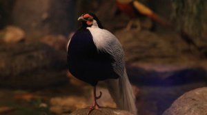 7039786-uhd_4096_2160_30fps