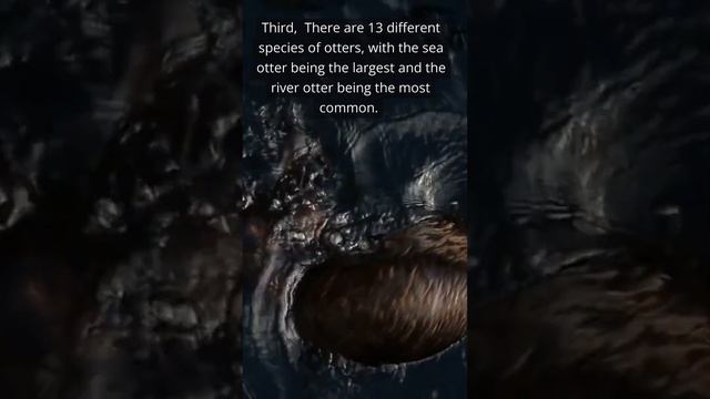 OTTER - most interesting facts