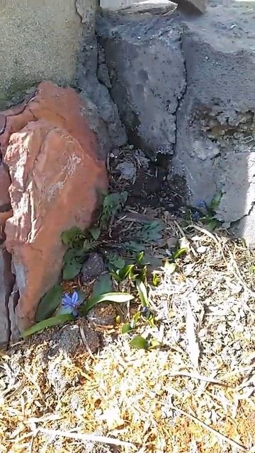 #подснежники и #пролиски распустились одновременно. Весна! смотреть онлайн