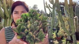 Crassula Jade Collection