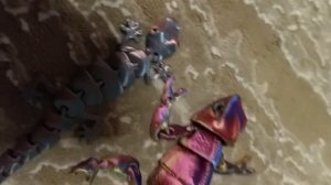 живые ящерицы