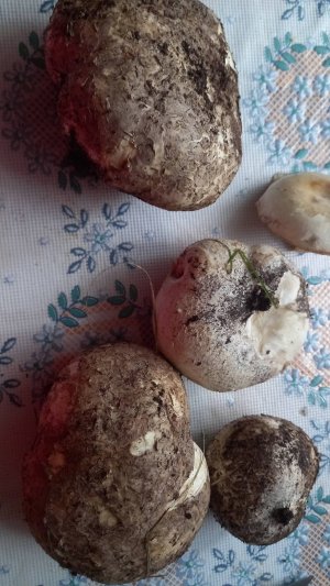 Головач гигантский — Дождевик семейства Шампиньоновые