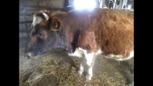 1. Что такое банк молозива? 2. Экстренный случай в нашем хозяйстве