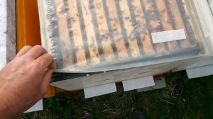 1 апреля тянут вощину