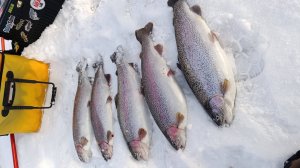 Зимняя ловля форели, в январе, по открытой воде! Такого в Кузбассе не бывало.