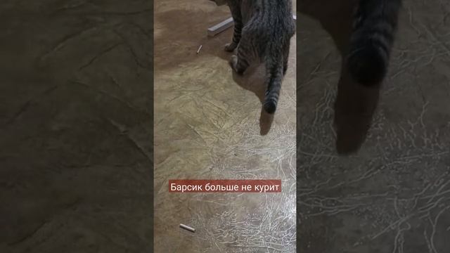 барсика тошнит с сигарет