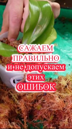 ПОЧЕМУ НЕ РАСТУТ ОРХИДЕИ ВО МХЕ И КАК ИХ ПРАВИЛЬНО САЖАТЬ?