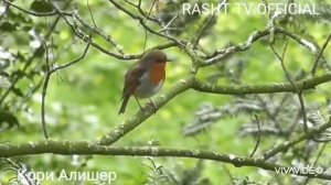 Кори Алишер нашид Худовандо танхо Ту хасти маъбудам ☝️