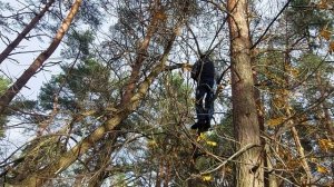 Спил макушки дерева ручной пилой.


Спил макушки дерева ручной пилой.