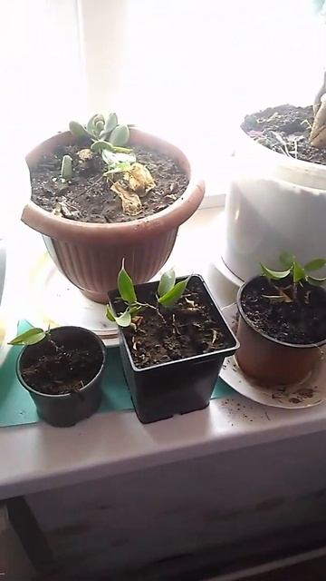 Результат укоренения #фокусов #Бенджамина в отрезках бутылок #shorts смотреть онлайн