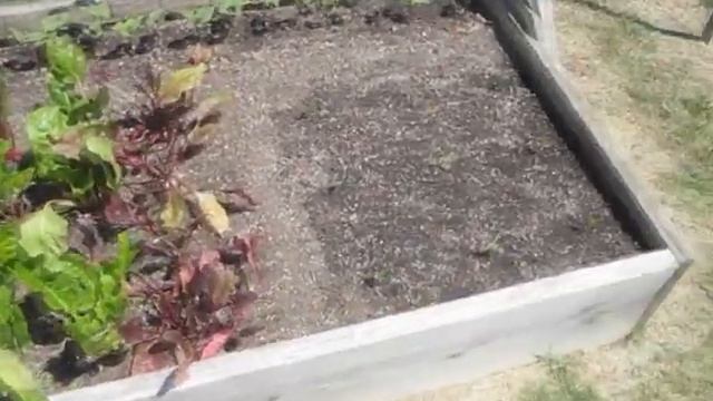 Garden Update #3 - First Cherry Tomato Harvest - Raised bed container square foot gardening