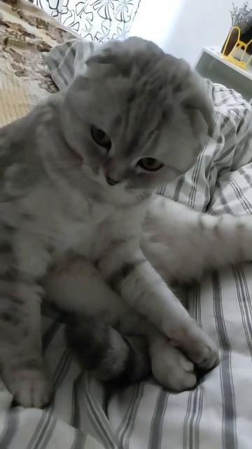 #котикиправятмиром #шерри #котики #youtubeshorts #мимишность #шортс #милота