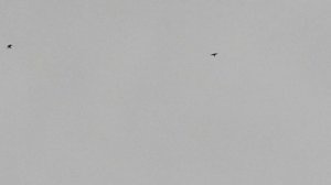 Свердловские голуби и ветер