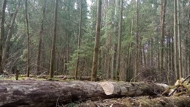 Небольшая хитрость облегчающая перерубание толстого бревна