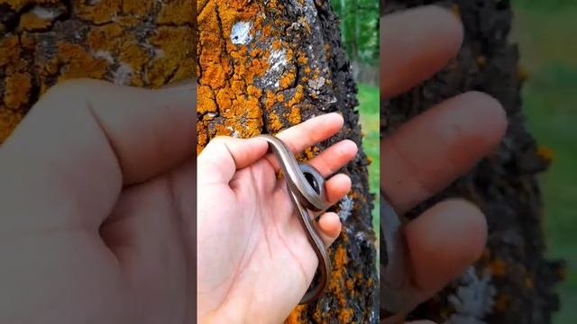 СКОРО РОЛИК О ВЕРЕТЕНИЦАХ! #shorts, #ящерица, #рептилии
