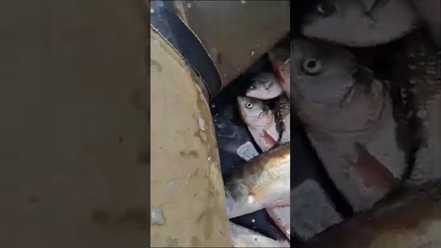 рыбалка и отдых)