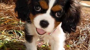 самые лучшие песни 2015 года