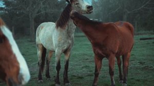 horse, kids, || видео с лошадьми для детей. познавательное видео.